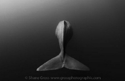 The last sperm whale of the expedition waving goodbye by Shane Gross 